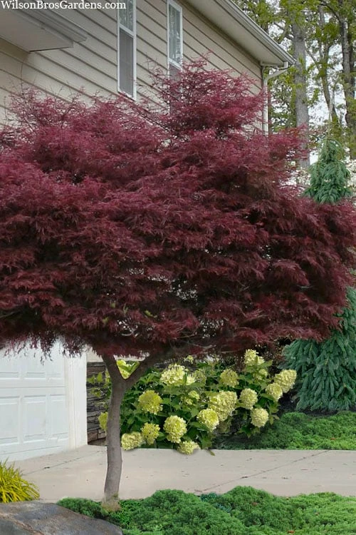 Tamukeyama Dwarf Red Japanese Maple - 3 Gallon Pot (High Grafted Tree Form) 3 Tamukeyama Dwarf Red Japanese Maple - 3 Gallon Pot (High Grafted Tree Form)