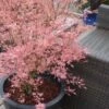 Taylor Pink Japanese Maple - 1 Gallon Pot -Orchard Essence acer palmatum taylors pink japanese maple 5
