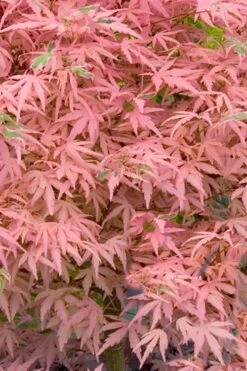 Taylor Pink Japanese Maple - 1 Gallon Pot -Orchard Essence acer palmatum taylors pink japanese maple 7