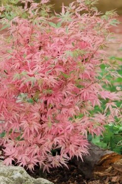 Taylor Pink Japanese Maple - 1 Gallon Pot -Orchard Essence acer palmatum taylors pink japanese maple 8