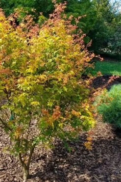 Twinkles Dwarf Coral Bark Japanese Maple - 3 Gallon Pot -Orchard Essence acer palmatum twinkles coral bark japanese maple 1