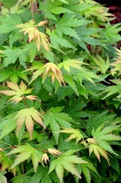 Twinkles Dwarf Coral Bark Japanese Maple - 3 Gallon Pot -Orchard Essence acer palmatum twinkles coral bark japanese maple 10