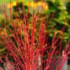 Twinkles Dwarf Coral Bark Japanese Maple - 3 Gallon Pot -Orchard Essence acer palmatum twinkles coral bark japanese maple 12
