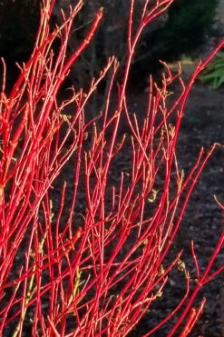 Twinkles Dwarf Coral Bark Japanese Maple - 3 Gallon Pot -Orchard Essence acer palmatum twinkles coral bark japanese maple 2