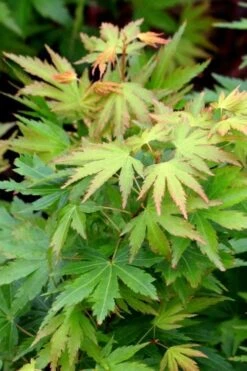 Twinkles Dwarf Coral Bark Japanese Maple - 3 Gallon Pot -Orchard Essence acer palmatum twinkles coral bark japanese maple 8