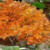 Villa Taranto Japanese Maple - 5 Gallon Pot -Orchard Essence acer palmatum villa taranto japanese maple 13