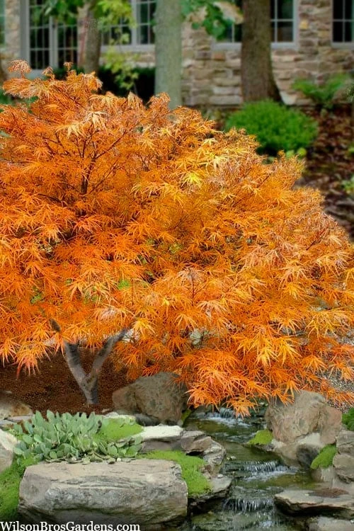 Villa Taranto Japanese Maple - 5 Gallon Pot 3 Villa Taranto Japanese Maple - 5 Gallon Pot