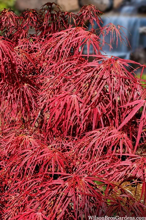 Villa Taranto Japanese Maple - 5 Gallon Pot 10 Villa Taranto Japanese Maple - 5 Gallon Pot - Image 8