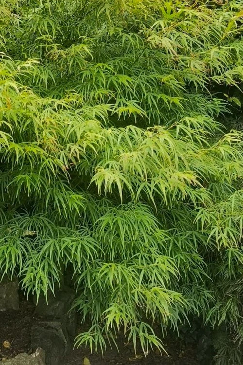 Villa Taranto Japanese Maple - 5 Gallon Pot 11 Villa Taranto Japanese Maple - 5 Gallon Pot - Image 9