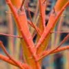 Wild Fire Coral Bark Japanese Maple - 3 Gallon Pot -Orchard Essence acer palmatum wildfire 2