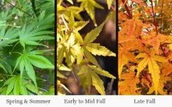Wild Fire Coral Bark Japanese Maple - 3 Gallon Pot -Orchard Essence acer palmatum wildfire 4
