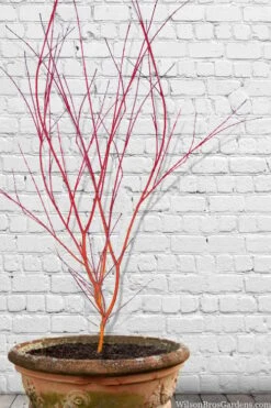 Wild Fire Coral Bark Japanese Maple - 3 Gallon Pot -Orchard Essence acer palmatum wildfire 9