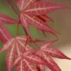 Yezo Nishiki Japanese Maple - 5 Gallon Pot (6-7') -Orchard Essence acer palmatum yezo nishiki japanese maple 1
