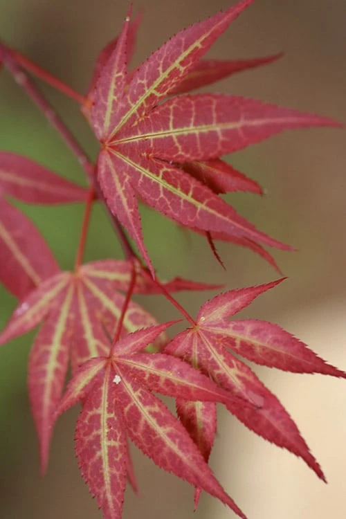 Yezo Nishiki Japanese Maple - 5 Gallon Pot (6-7') 3 Yezo Nishiki Japanese Maple - 5 Gallon Pot (6-7')