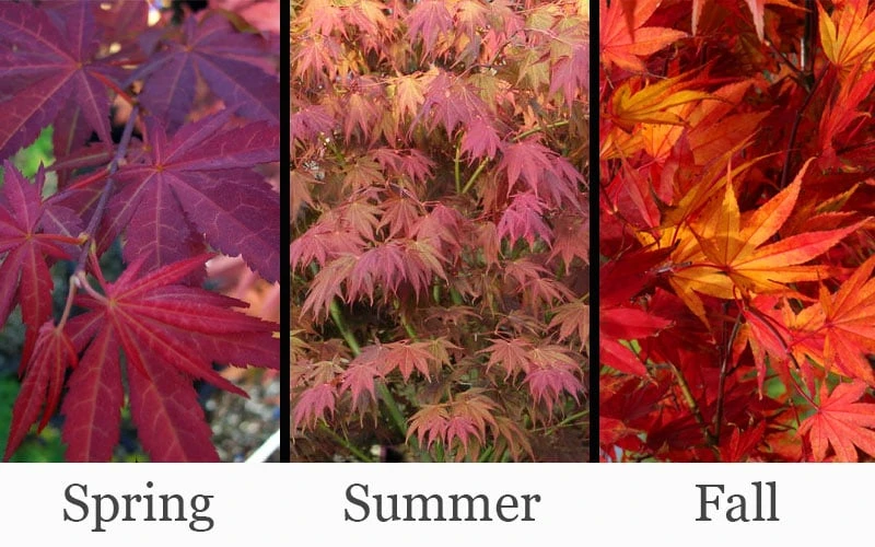 Yezo Nishiki Japanese Maple - 5 Gallon Pot (6-7') 6 Yezo Nishiki Japanese Maple - 5 Gallon Pot (6-7') - Image 4