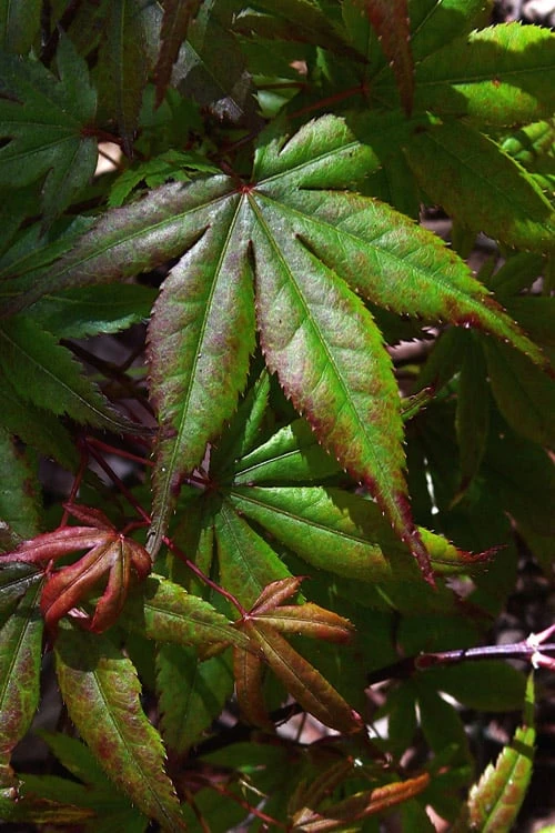 Yezo Nishiki Japanese Maple - 5 Gallon Pot (6-7') 10 Yezo Nishiki Japanese Maple - 5 Gallon Pot (6-7') - Image 8