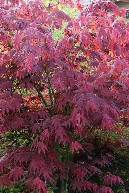 Yezo Nishiki Japanese Maple - 5 Gallon Pot (6-7') 7 Yezo Nishiki Japanese Maple - 5 Gallon Pot (6-7') - Image 5