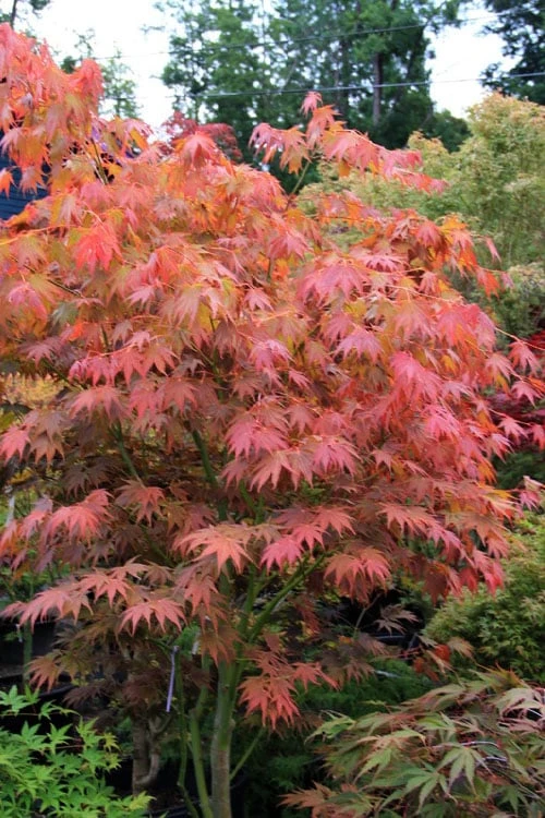 Yezo Nishiki Japanese Maple - 5 Gallon Pot (6-7') 11 Yezo Nishiki Japanese Maple - 5 Gallon Pot (6-7') - Image 9