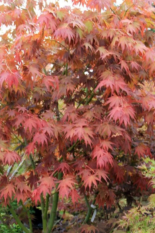 Yezo Nishiki Japanese Maple - 5 Gallon Pot (6-7') 12 Yezo Nishiki Japanese Maple - 5 Gallon Pot (6-7') - Image 10