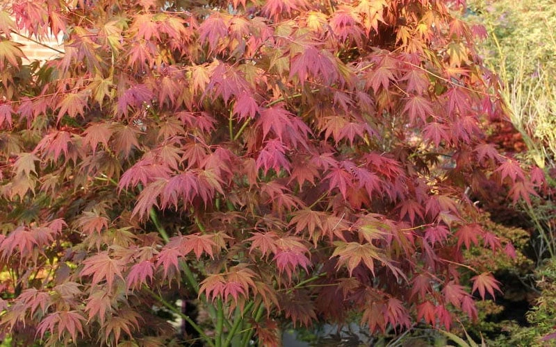 Yezo Nishiki Japanese Maple - 5 Gallon Pot (6-7') 13 Yezo Nishiki Japanese Maple - 5 Gallon Pot (6-7') - Image 11