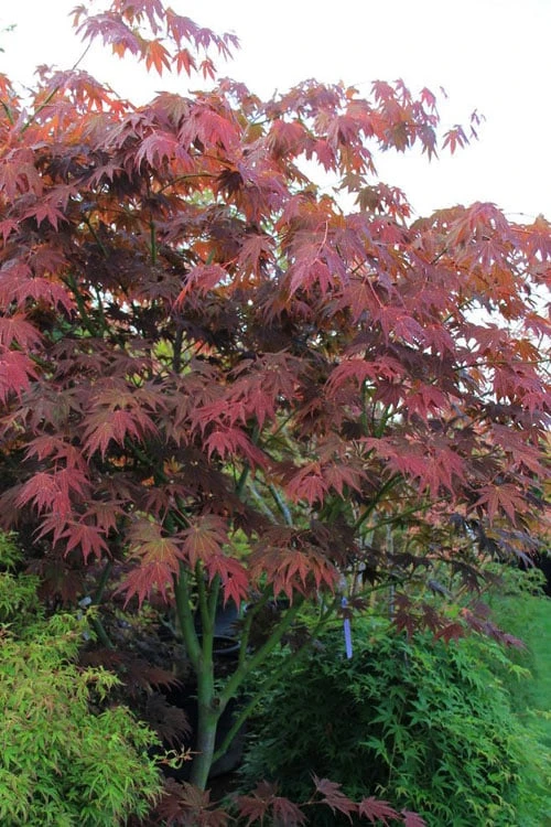 Yezo Nishiki Japanese Maple - 5 Gallon Pot (6-7') 9 Yezo Nishiki Japanese Maple - 5 Gallon Pot (6-7') - Image 7
