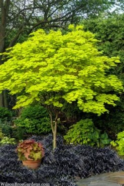 Jordan Golden Full Moon Japanese Maple - 3 Gallon Pot -Orchard Essence acer shirasawanum jordan golden full moon japanese maple 1