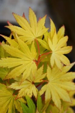 Jordan Golden Full Moon Japanese Maple - 3 Gallon Pot -Orchard Essence acer shirasawanum jordan golden full moon japanese maple 4