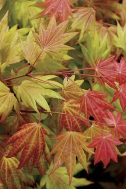 Moonrise Full Moon Japanese Maple - 3 Gallon Pot -Orchard Essence acer shirasawanum moonrise full moon janese maple 2