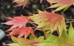 Moonrise Full Moon Japanese Maple - 3 Gallon Pot -Orchard Essence acer shirasawanum moonrise full moon janese maple 3