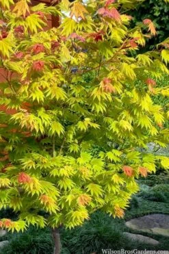 Moonrise Full Moon Japanese Maple - 3 Gallon Pot -Orchard Essence acer shirasawanum moonrise full moon janese maple 7