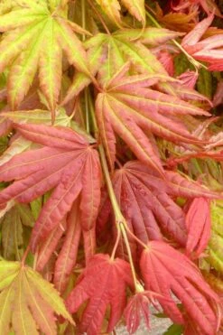 Moonrise Full Moon Japanese Maple - 3 Gallon Pot -Orchard Essence acer shirasawanum moonrise janese maple 1