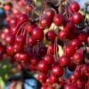 Red Chokeberry (Aronia Arbutifolia) - 3 Pack Of 1.5 Quart Pots -Orchard Essence aronia arbutifolia red chokeberry 2