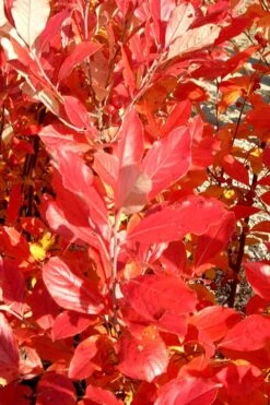 Red Chokeberry (Aronia Arbutifolia) - 3 Pack Of 1.5 Quart Pots -Orchard Essence aronia arbutifolia red chokeberry 3