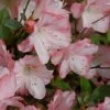 Amy Azalea - 3 Gallon Pot -Orchard Essence azalea amy 4
