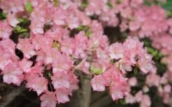 Amy Azalea - 3 Gallon Pot -Orchard Essence azalea amy 8