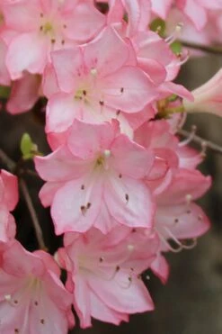 Amy Azalea - 3 Gallon Pot -Orchard Essence azalea amy 9