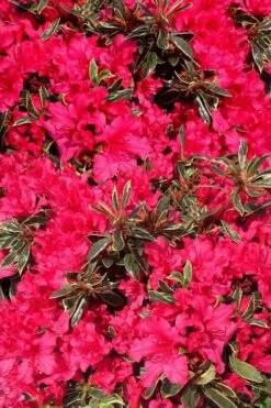 Arctic Rose Azalea - 3 Gallon Pot -Orchard Essence azalea arctic rose 3