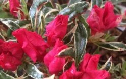 Arctic Rose Azalea - 3 Gallon Pot -Orchard Essence azalea arctic rose 4