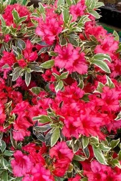 Arctic Rose Azalea - 3 Gallon Pot -Orchard Essence azalea arctic rose 5