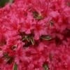 Arctic Rose Azalea - 3 Gallon Pot -Orchard Essence azalea arctic rose 6
