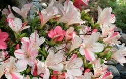 Astronaut Azalea - 3 Gallon Pot -Orchard Essence azalea astronaut 3