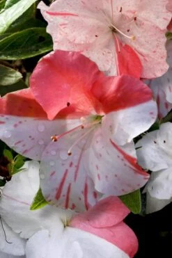 Astronaut Azalea - 3 Gallon Pot -Orchard Essence azalea astronaut 4