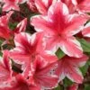 Ben Morrison Azalea - 2 Gallon Pot -Orchard Essence azalea ben morrison 2 1