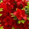 Buccaneer Red Azalea (Glenn Dale Hydrid) - 2 Gallon Pot 1 Buccaneer Red Azalea (Glenn Dale Hydrid) - 2 Gallon Pot -Orchard Essence azalea buccaneer 1