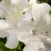 Autumn Ivory Encore Azalea - 1 Gallon Pot -Orchard Essence azalea encore autumn ivory 2