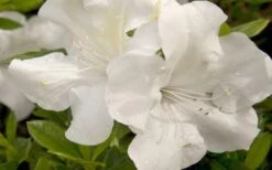 Autumn Ivory Encore Azalea - 1 Gallon Pot -Orchard Essence azalea encore autumn ivory 20