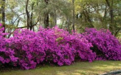 Formosa Southern Indica Azalea - 3 Gallon Pot -Orchard Essence azalea formosa hedge 1