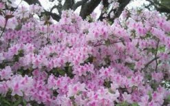 George L. Taber Southern Indica Azalea - 7 Gallon Pot 12 George L. Taber Southern Indica Azalea - 7 Gallon Pot -Orchard Essence azalea george taber 10 2