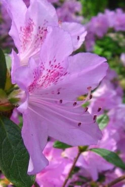 Gulf Pride Fragrant Southern Indica Azalea - 6 Pack Of 1 Gallon Pots 11 Gulf Pride Fragrant Southern Indica Azalea - 6 Pack Of 1 Gallon Pots -Orchard Essence azalea gulf pride 2