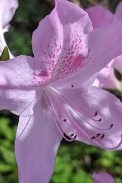 Gulf Pride Fragrant Southern Indica Azalea - 6 Pack Of 1 Gallon Pots 12 Gulf Pride Fragrant Southern Indica Azalea - 6 Pack Of 1 Gallon Pots -Orchard Essence azalea gulf pride 5